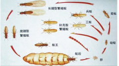 三亚白蚁防治公司提醒业主没见白蚁为什么还要